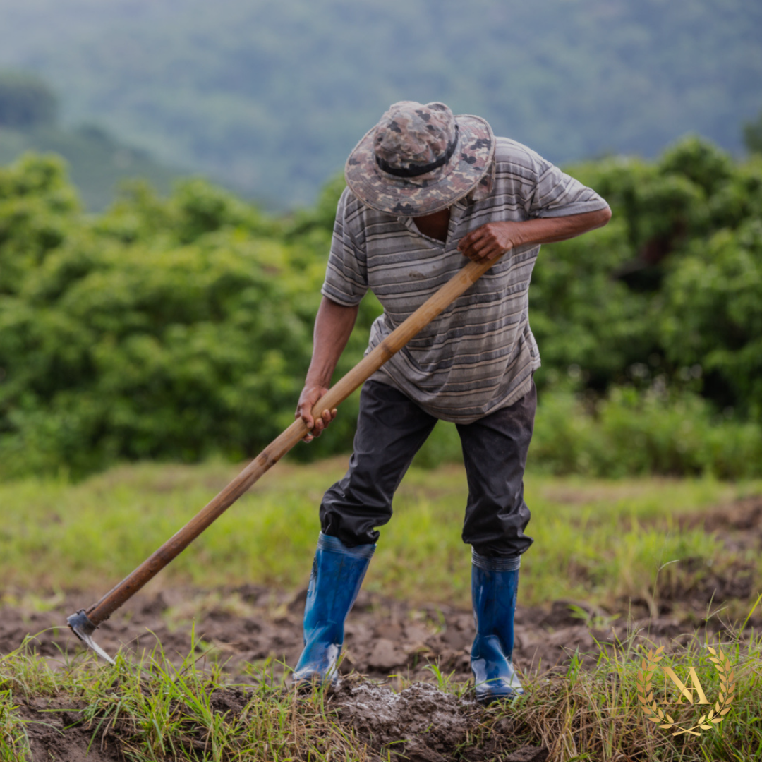 Trabalhador Rural: 3 Passos Para Comprovar Seu Tempo de Serviço Após a Nova Regra Judicial!
